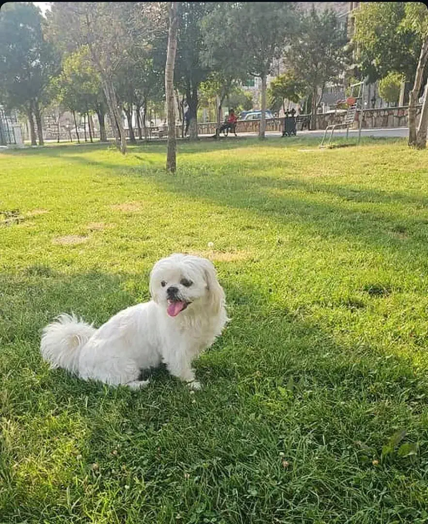 گمشده|حیوانات|بازرگان, |دیوار