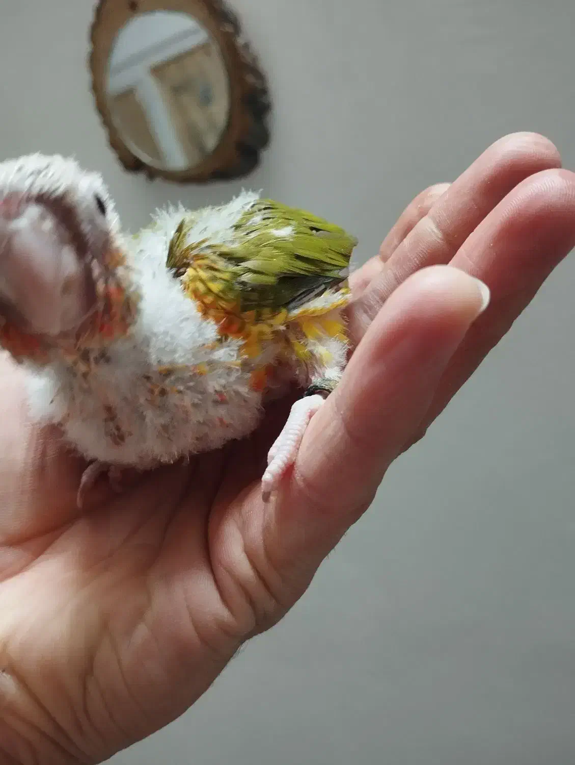 جوجه سرلاکی گرین چیک گرینچیک طوطی  عروس کوتوله|پرنده|مشهد, کوی المهدی|دیوار