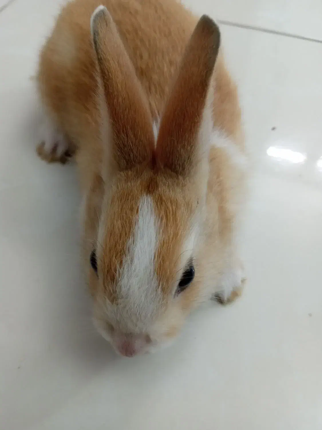 بچه خرگوش|موش و خرگوش|یزد, |دیوار