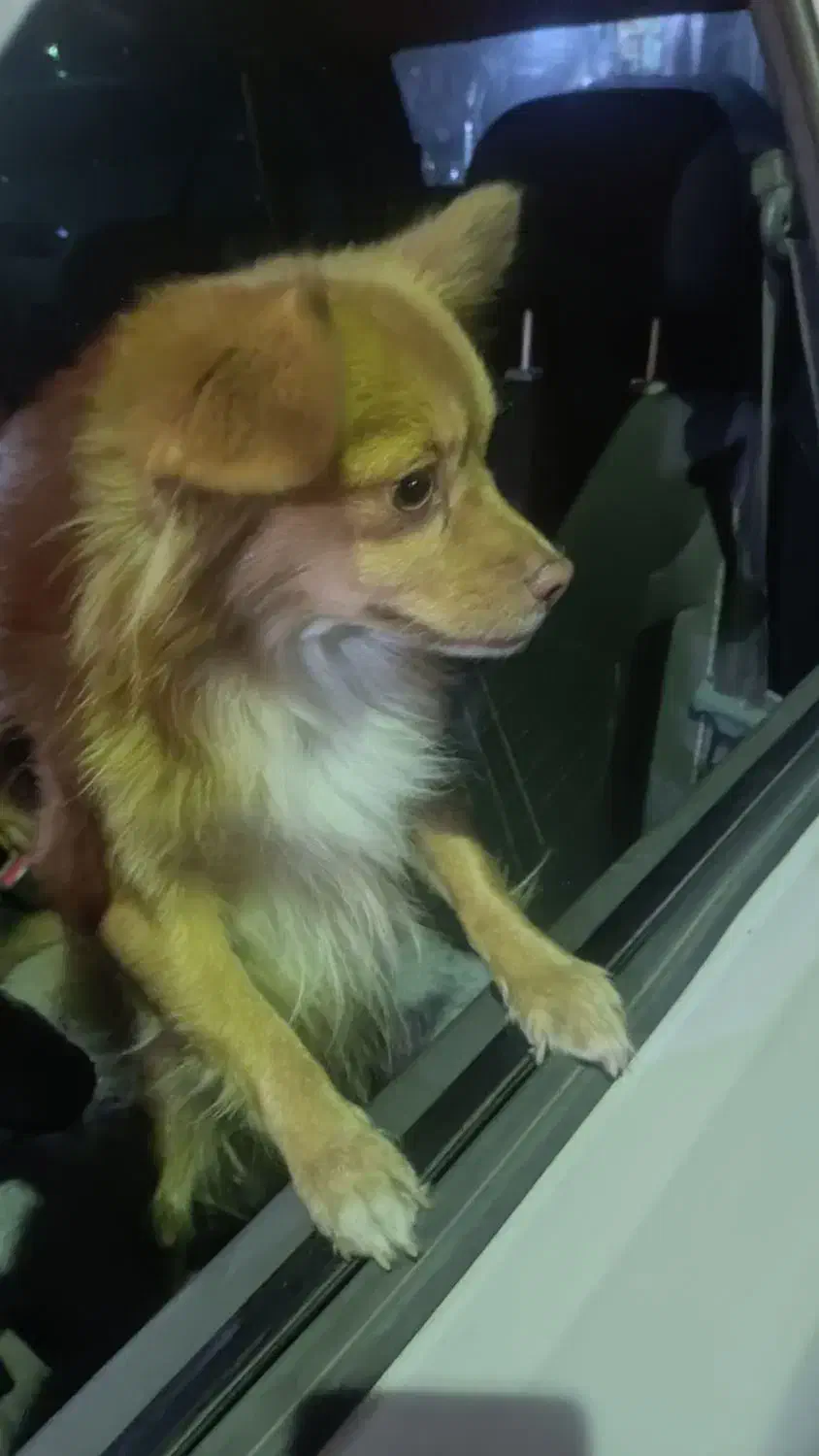 سگ گمشده|سگ|تهران, مسعودیه|دیوار