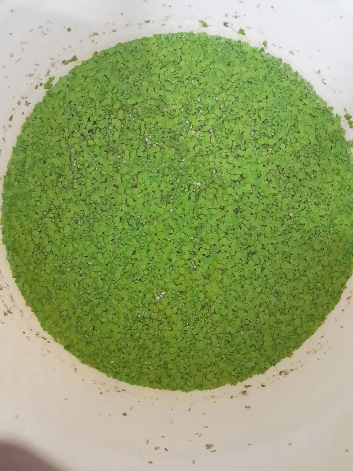 عدسک آبی (علوفه طلایی)خوراک غنی برای طیور وآبزیان|حیوانات مزرعه|تهران, سهروردی|دیوار