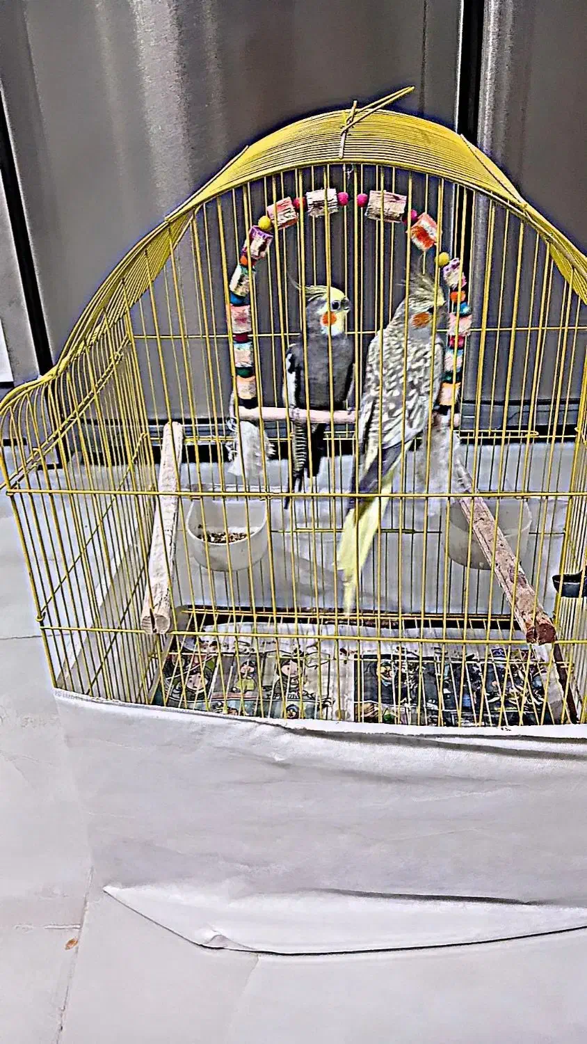 عروس هلندی|پرنده|رودبنه, |دیوار