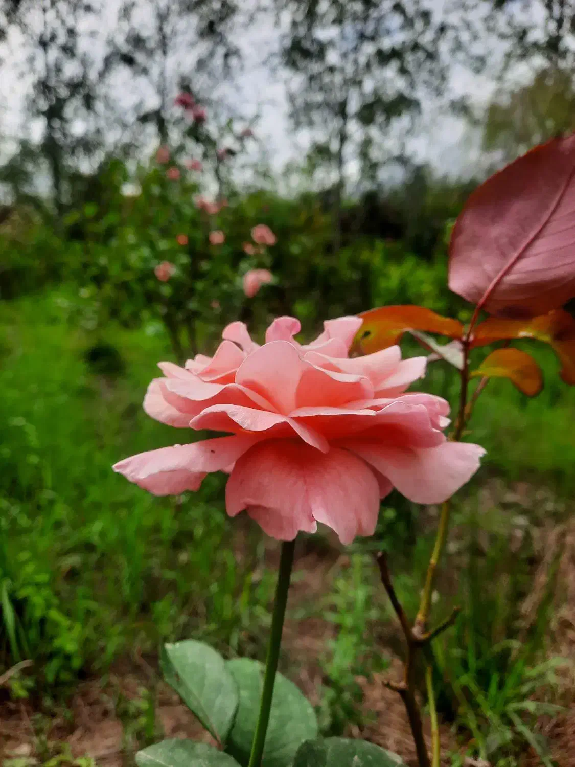 شمشاد و گل رز|گل و گیاه طبیعی|لاهیجان, بازکیاگوراب|دیوار