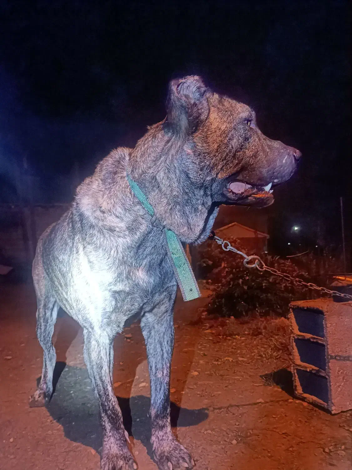 سگ افغان|سگ|سنگر, |دیوار