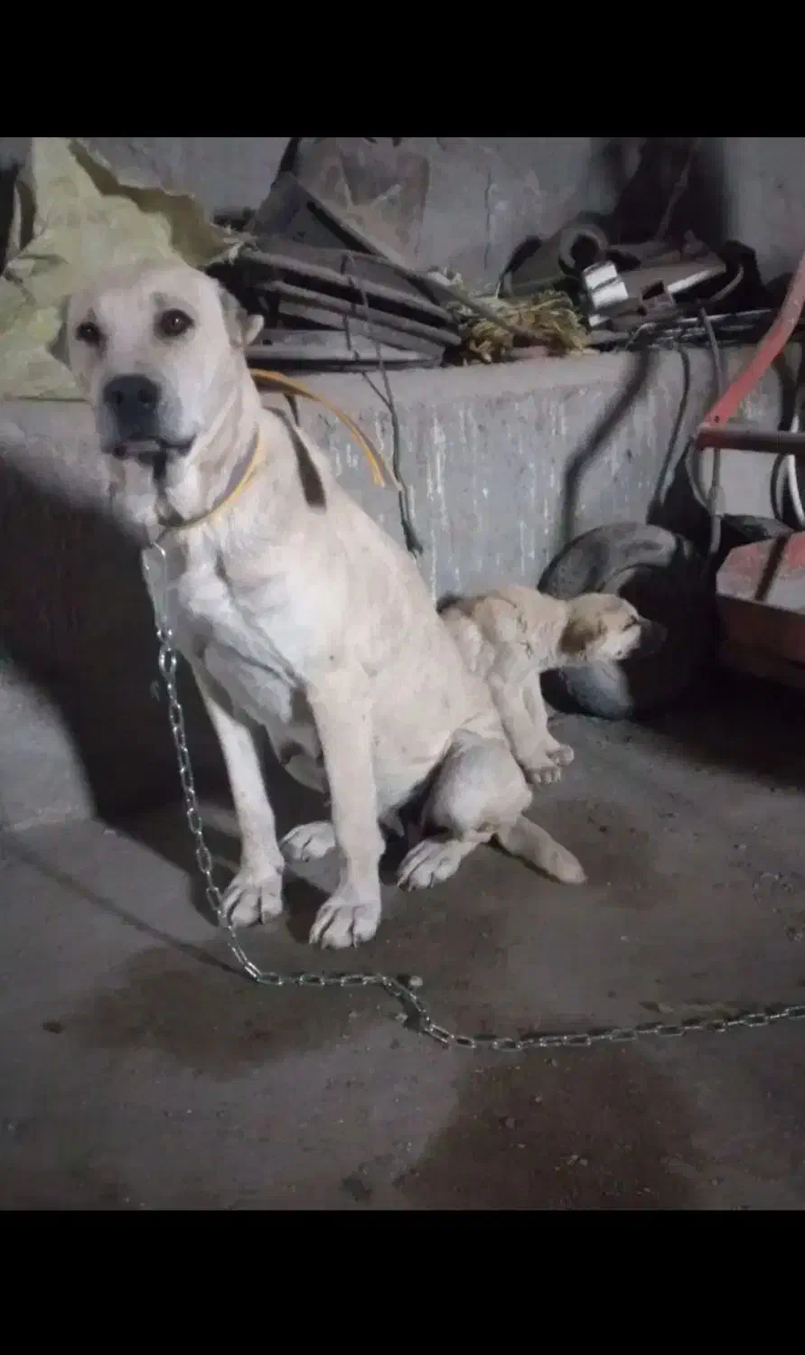 سگ نروماده نگهبان|سگ|اردبیل, |دیوار