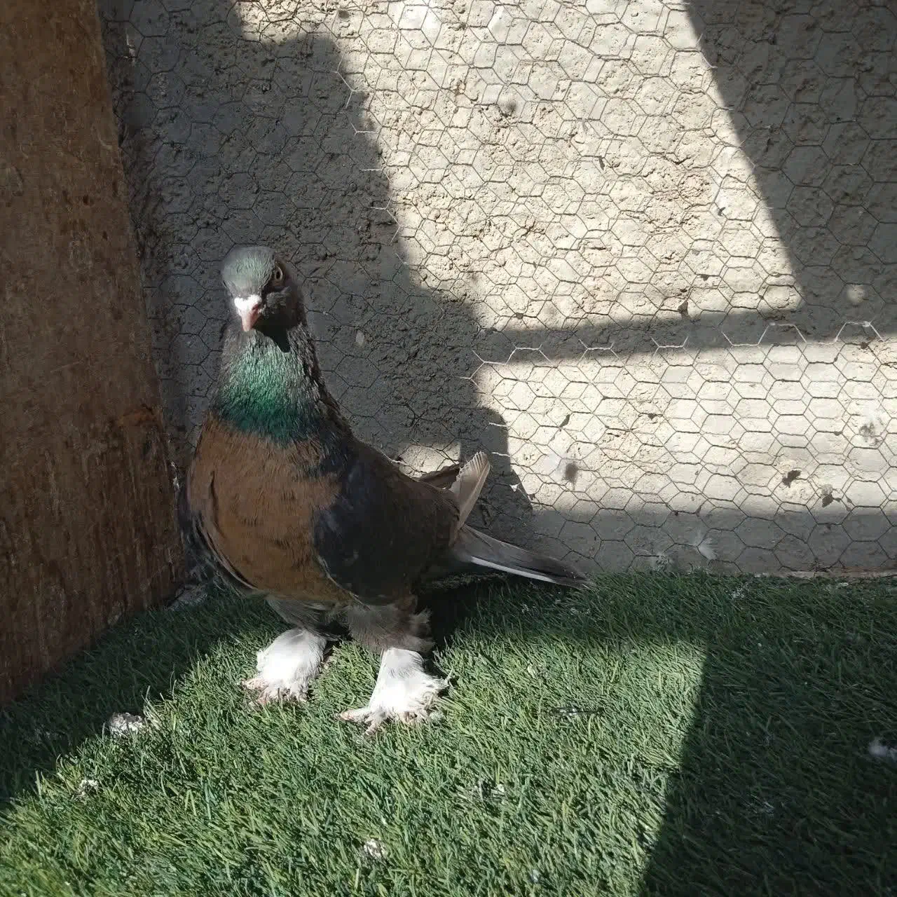 نقش|پرنده|زارچ, |دیوار