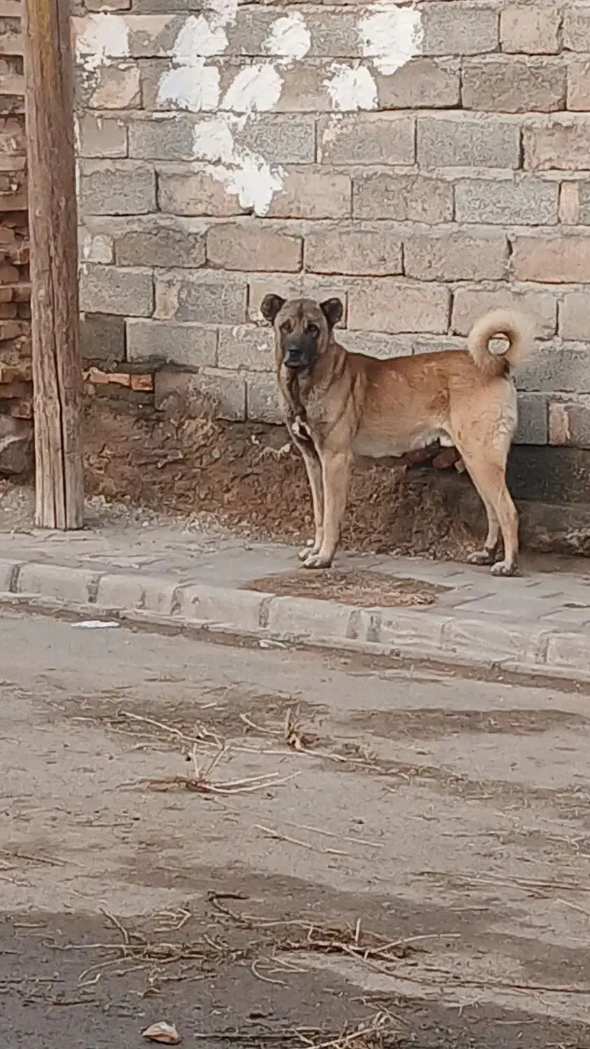 سگ گله|سگ|سلماس, |دیوار