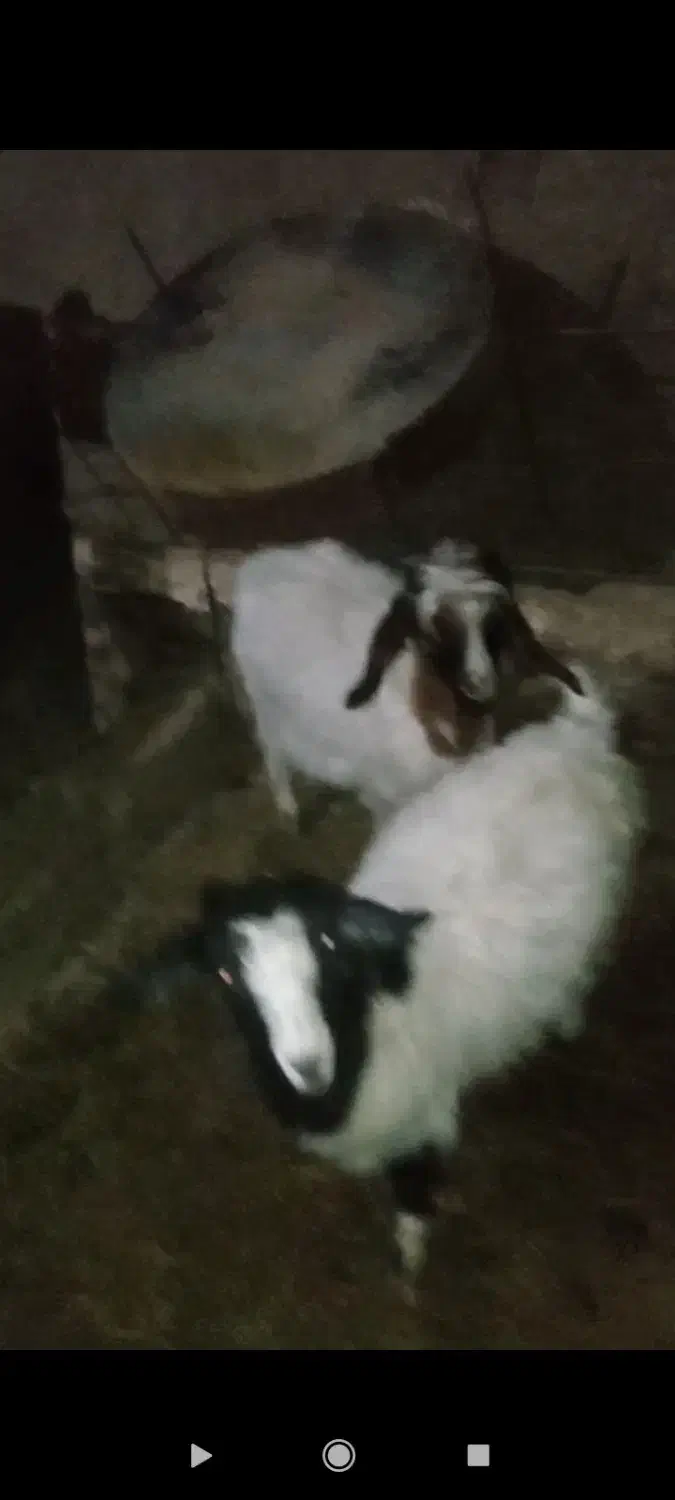 بزغاله های شیرازی اصل دوقلو|حیوانات مزرعه|سجاس رود, |دیوار