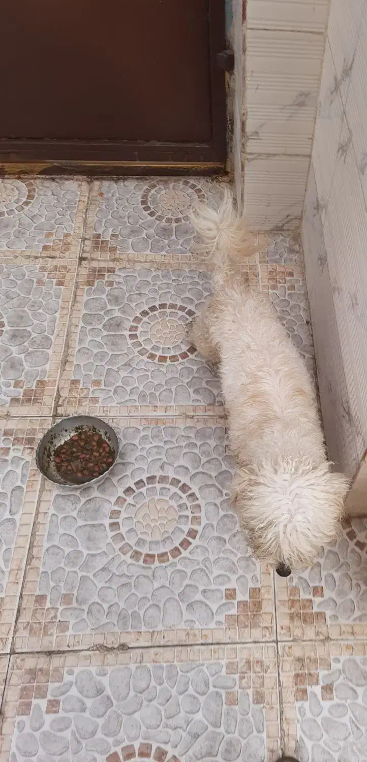 سگ باحال|سگ|مسجد سلیمان, |دیوار