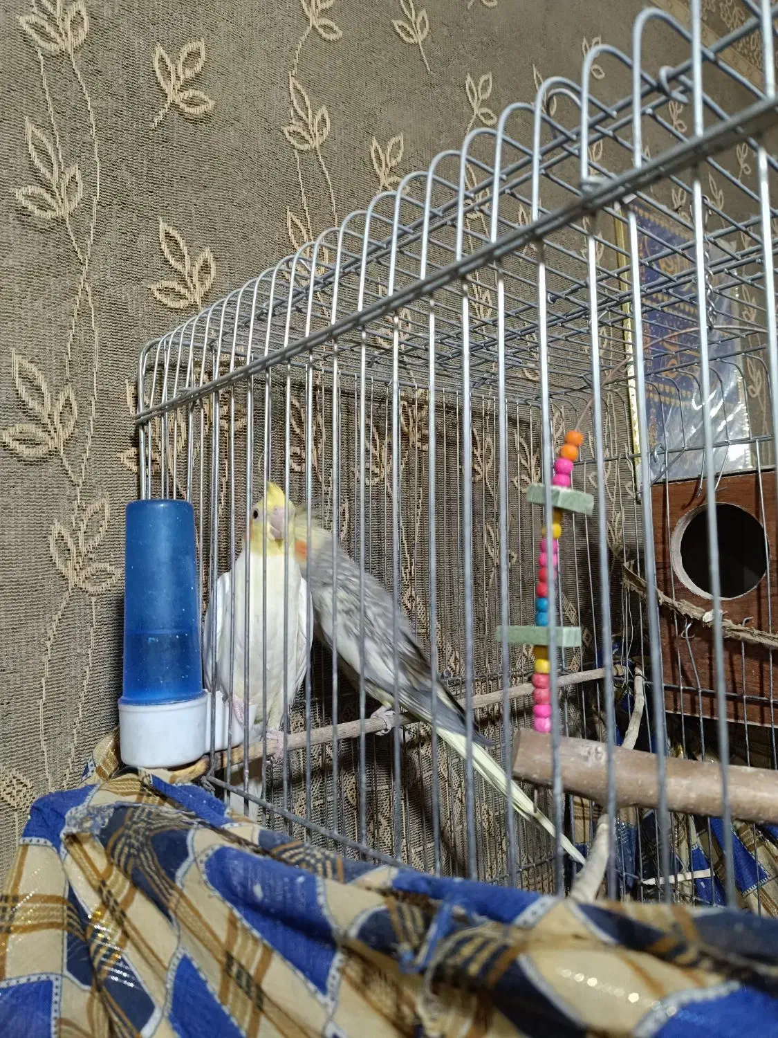 عروس هلندی|پرنده|سراوان, |دیوار