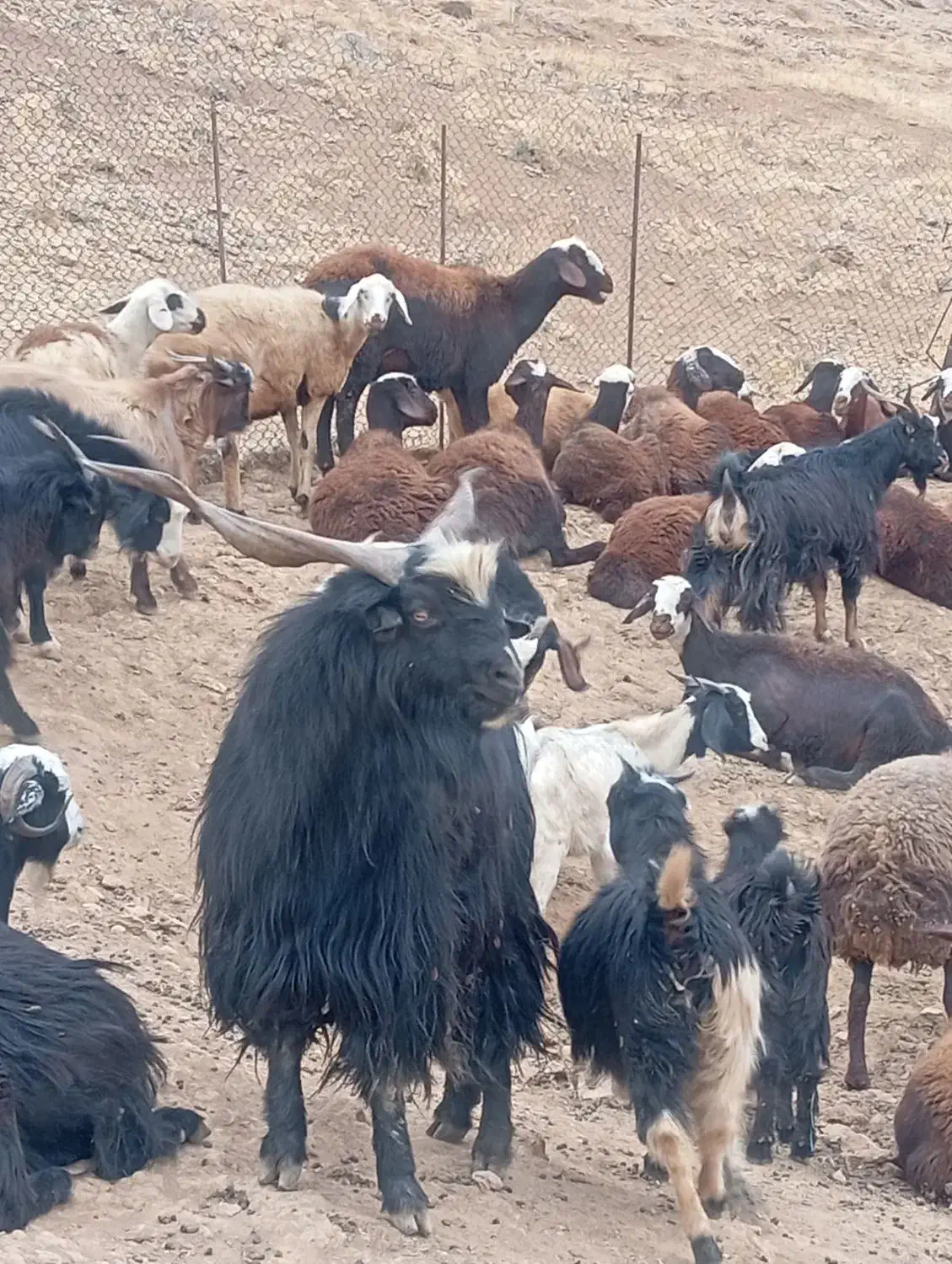 نربز|حیوانات مزرعه|بیرانوند, |دیوار