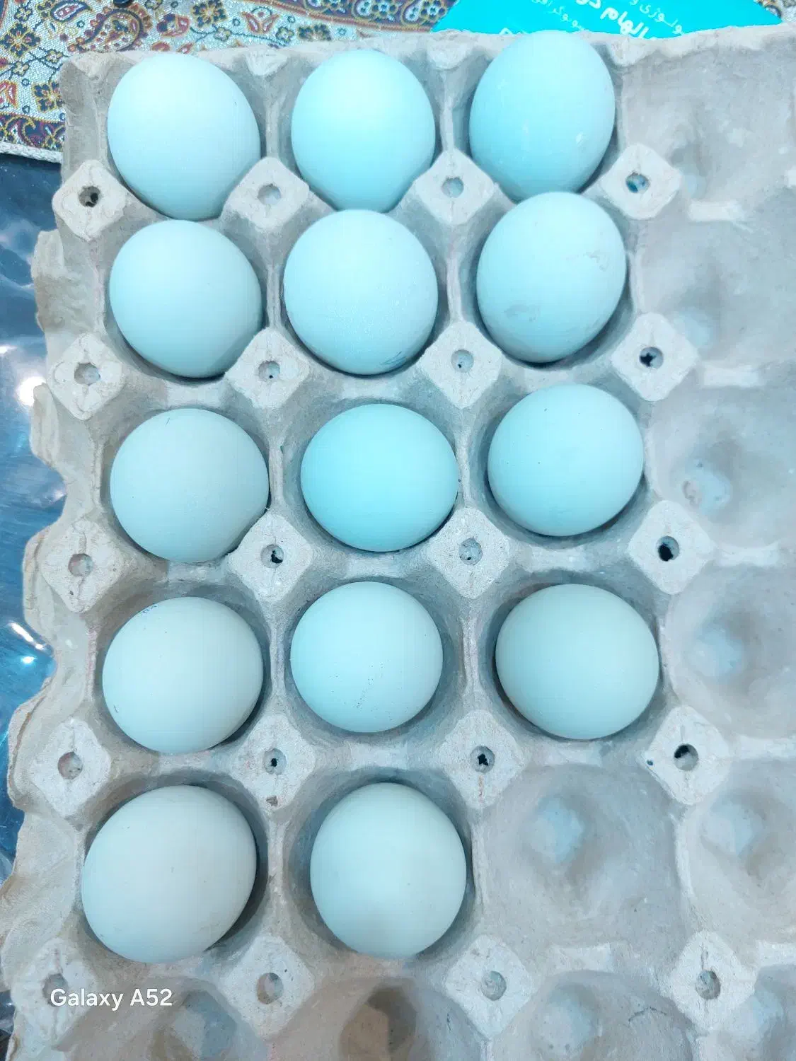 تخم مرغ زینتی آراکانا آبی و مرغ کرک|حیوانات مزرعه|اهواز, اهواز|دیوار