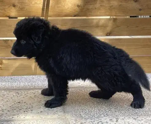 روت ژرمن و....|سگ|فردیس, منظریه|دیوار