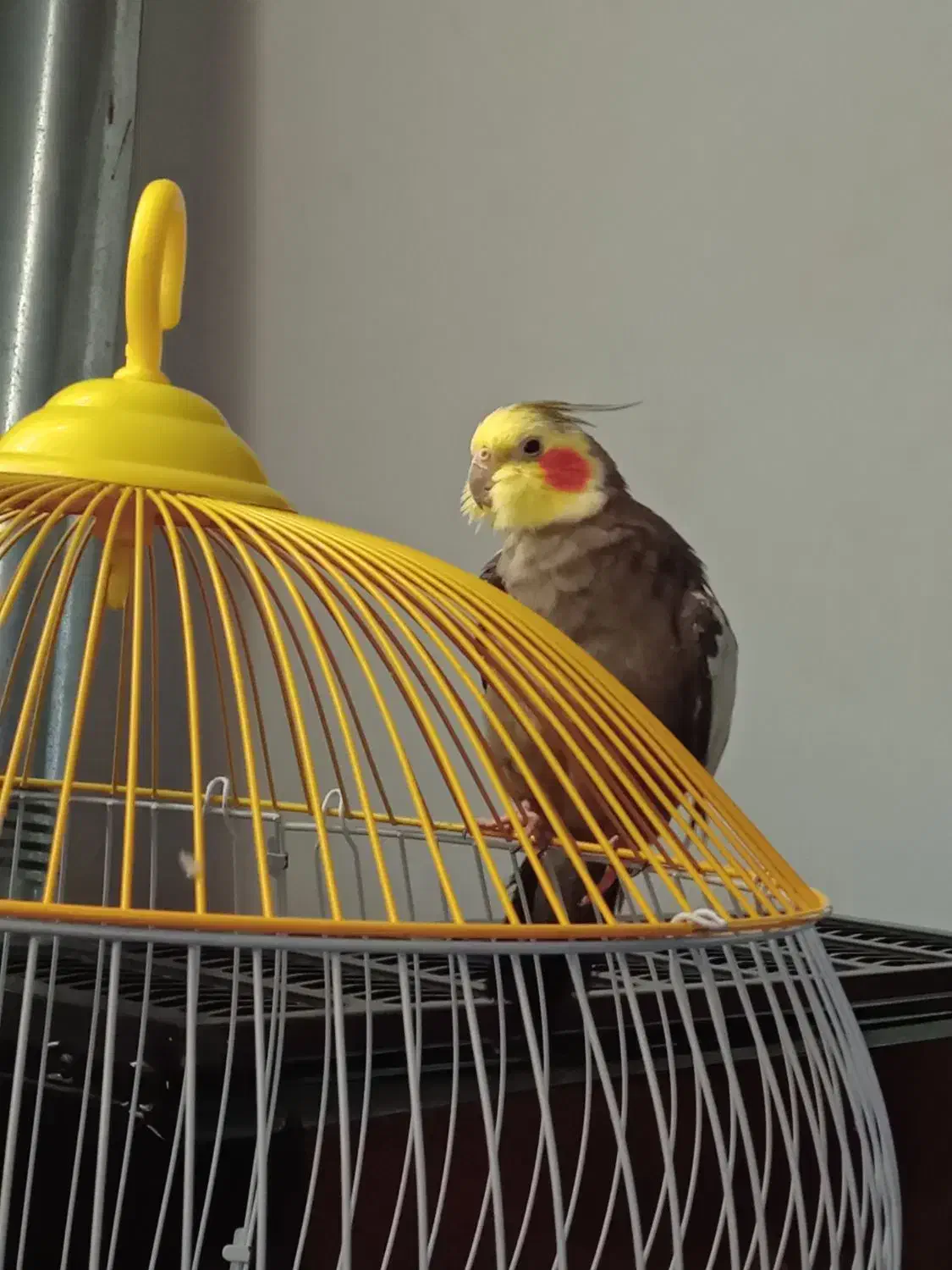 پرنده عروس هلندی نر بسیار باهوش|پرنده|رشت, انصاری|دیوار