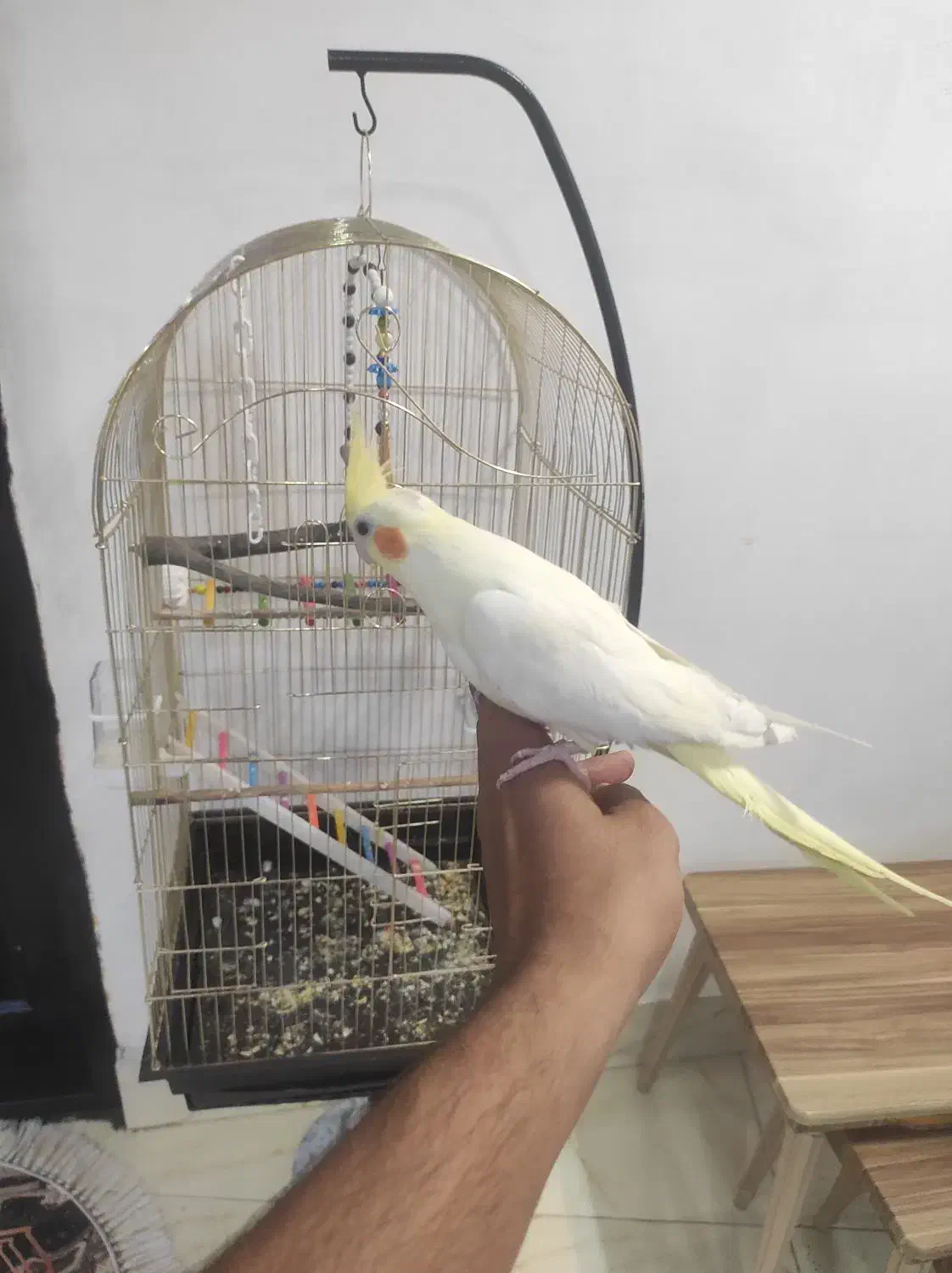 عروس هلندی ماده کاملا اهلی|پرنده|ارومیه, |دیوار