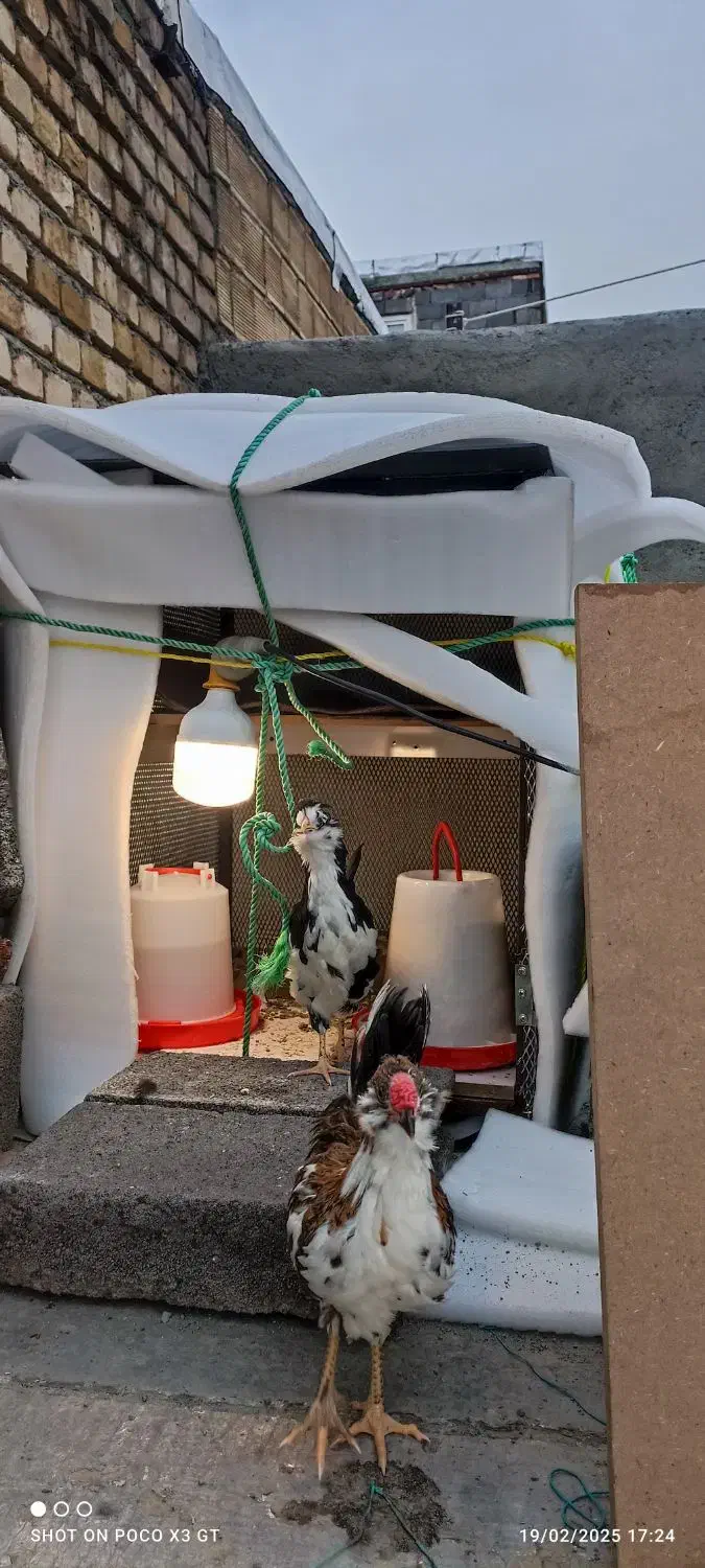 قفس مرغ|لوازم جانبی حیوانات|سنندج, |دیوار