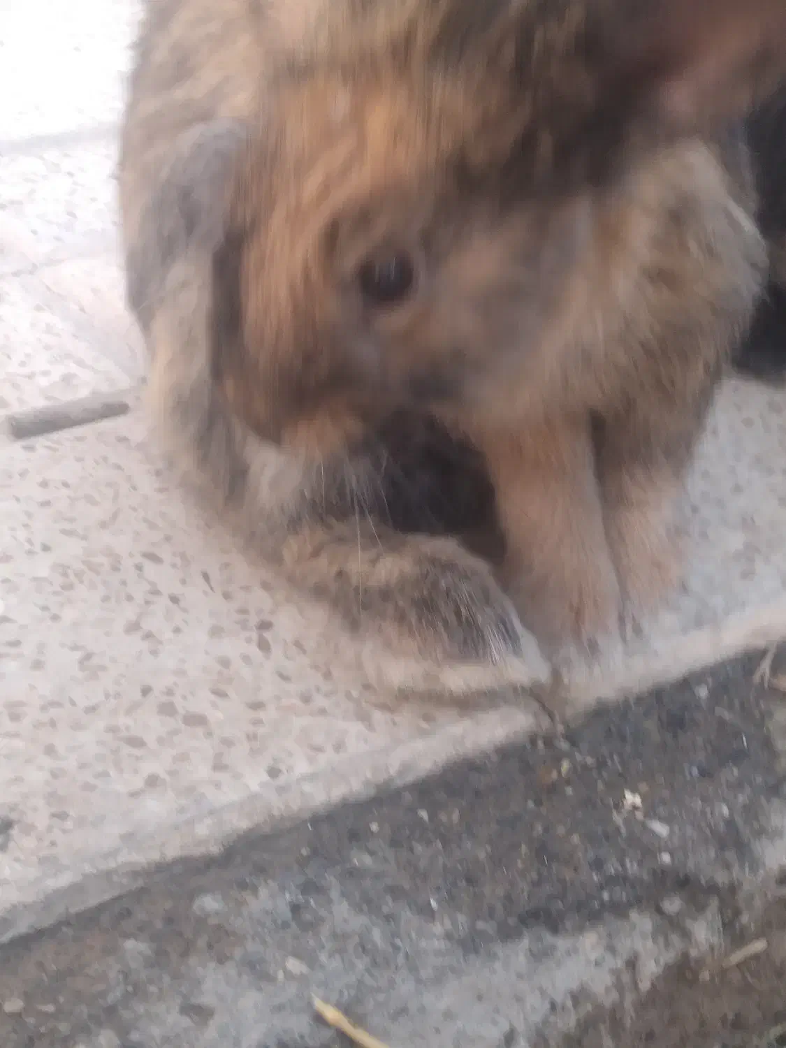 خرگوش لوپ|موش و خرگوش|نجف‌آباد, یزدانشهر|دیوار