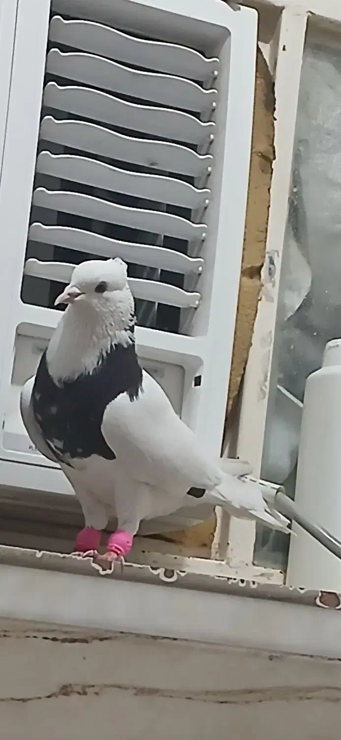 طوق سیاه الماسی و زاغ ابادانی 2تا نر|پرنده|اندیمشک, |دیوار