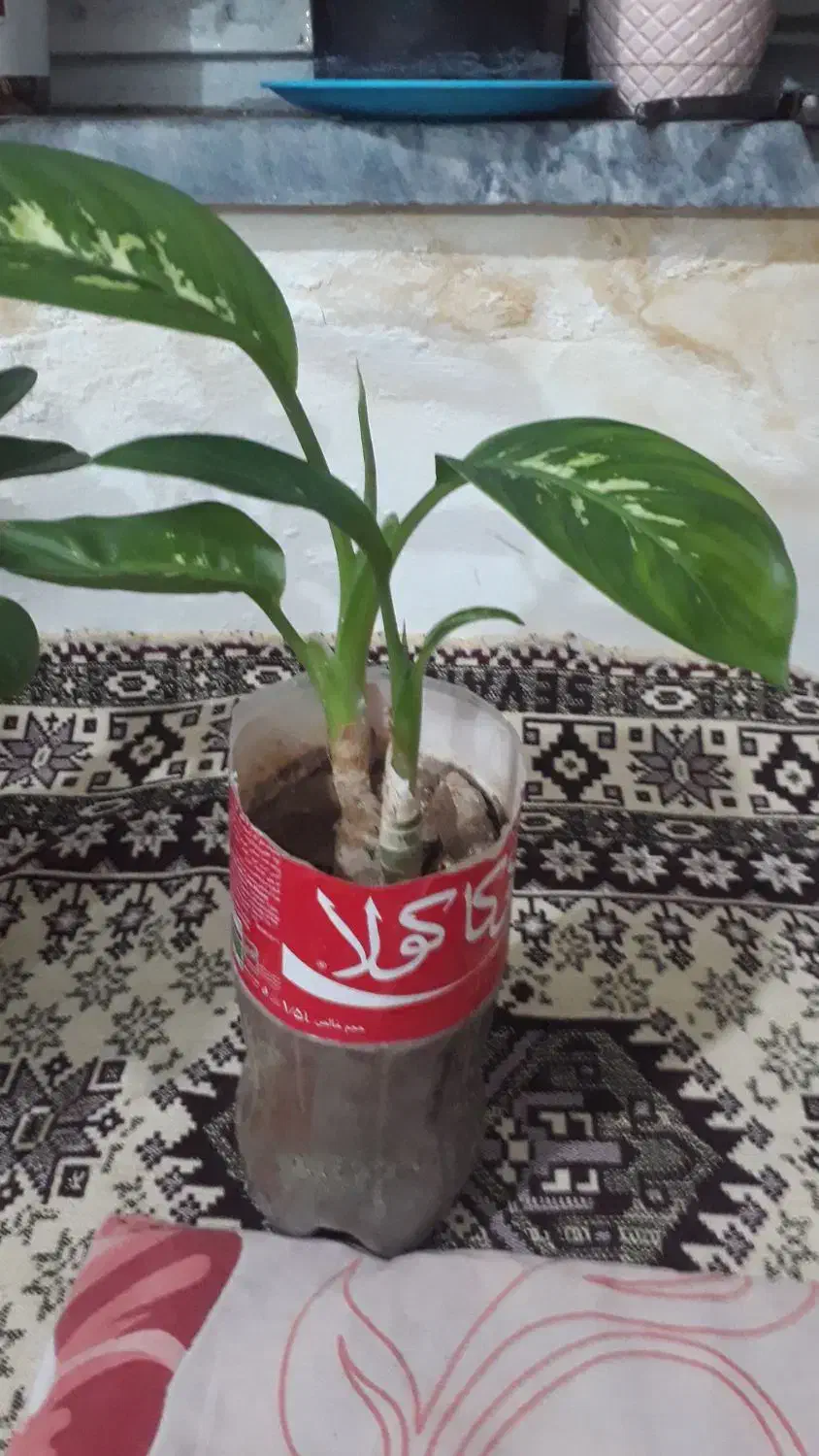 گل طبیعی|گل و گیاه طبیعی|مراغه, |دیوار