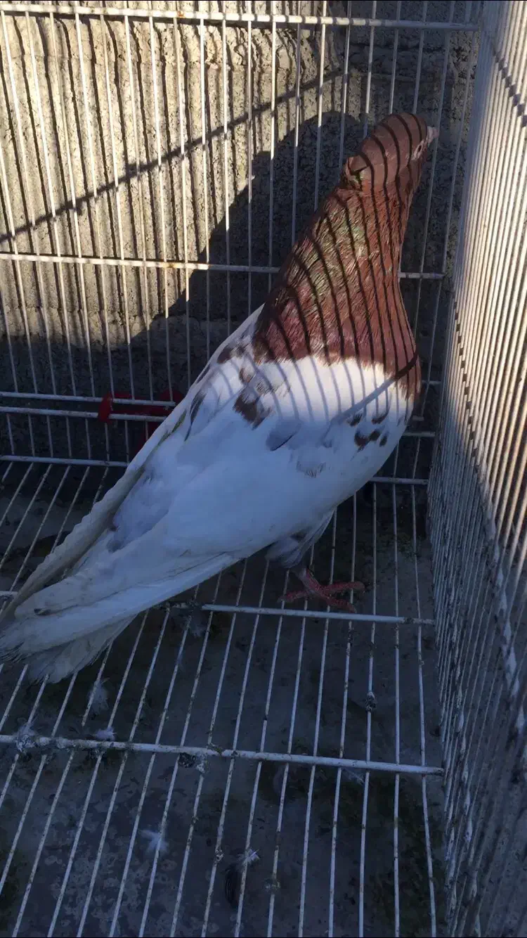 کبوتر کفتر کله سینه|پرنده|شوشتر, |دیوار