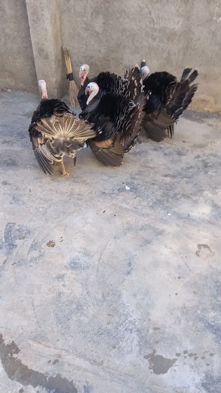 فروش چهار عدد بوقلمون نر|حیوانات مزرعه|ازنا, |دیوار