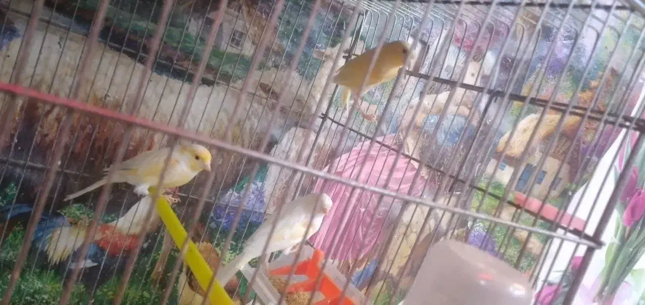 قناری|پرنده|شیروان (لرستان), |دیوار