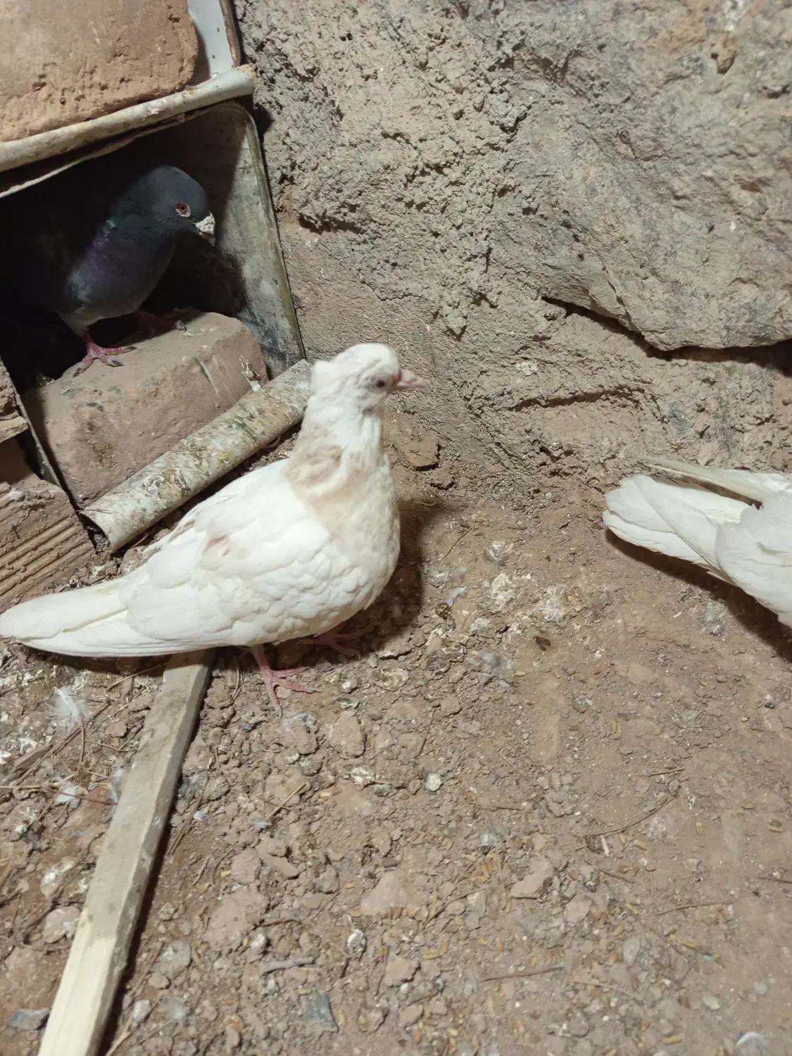 کفتر طوق ولایه|پرنده|مود, |دیوار