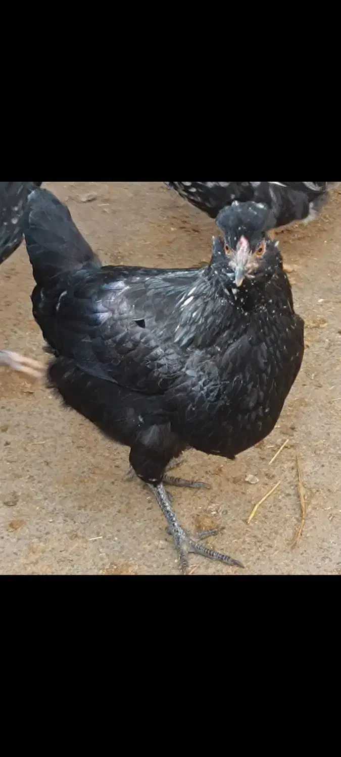 نیمچه گلین و نیمچه محلی|حیوانات مزرعه|سنقر, |دیوار