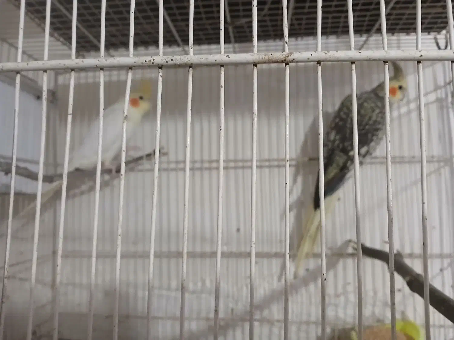 عروس معاوضه با کوتوله قناری|پرنده|مشهد, همت آباد|دیوار