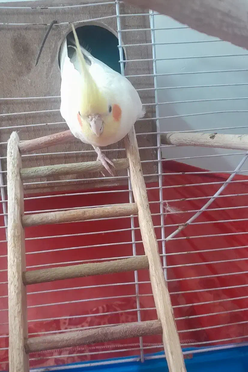 هلندی|پرنده|اردبیل, |دیوار