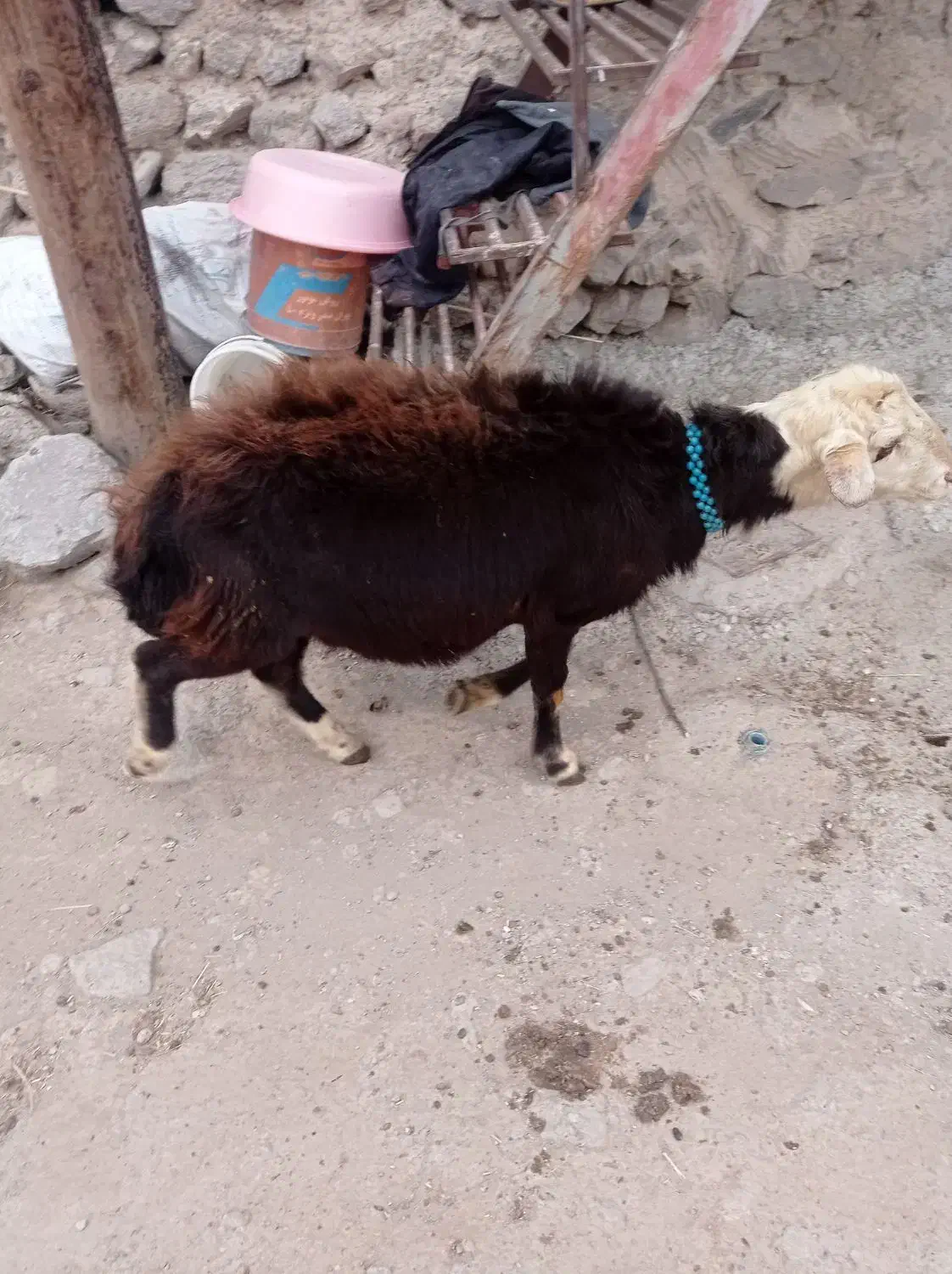 قوچ شیشک نژاد افشار|حیوانات مزرعه|کوراییم, |دیوار