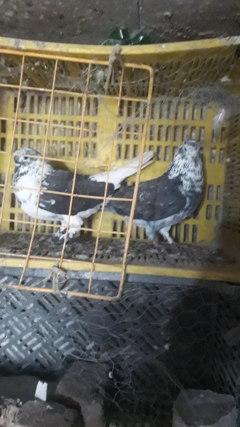 کبوترتهرانی|پرنده|خان ببین, |دیوار