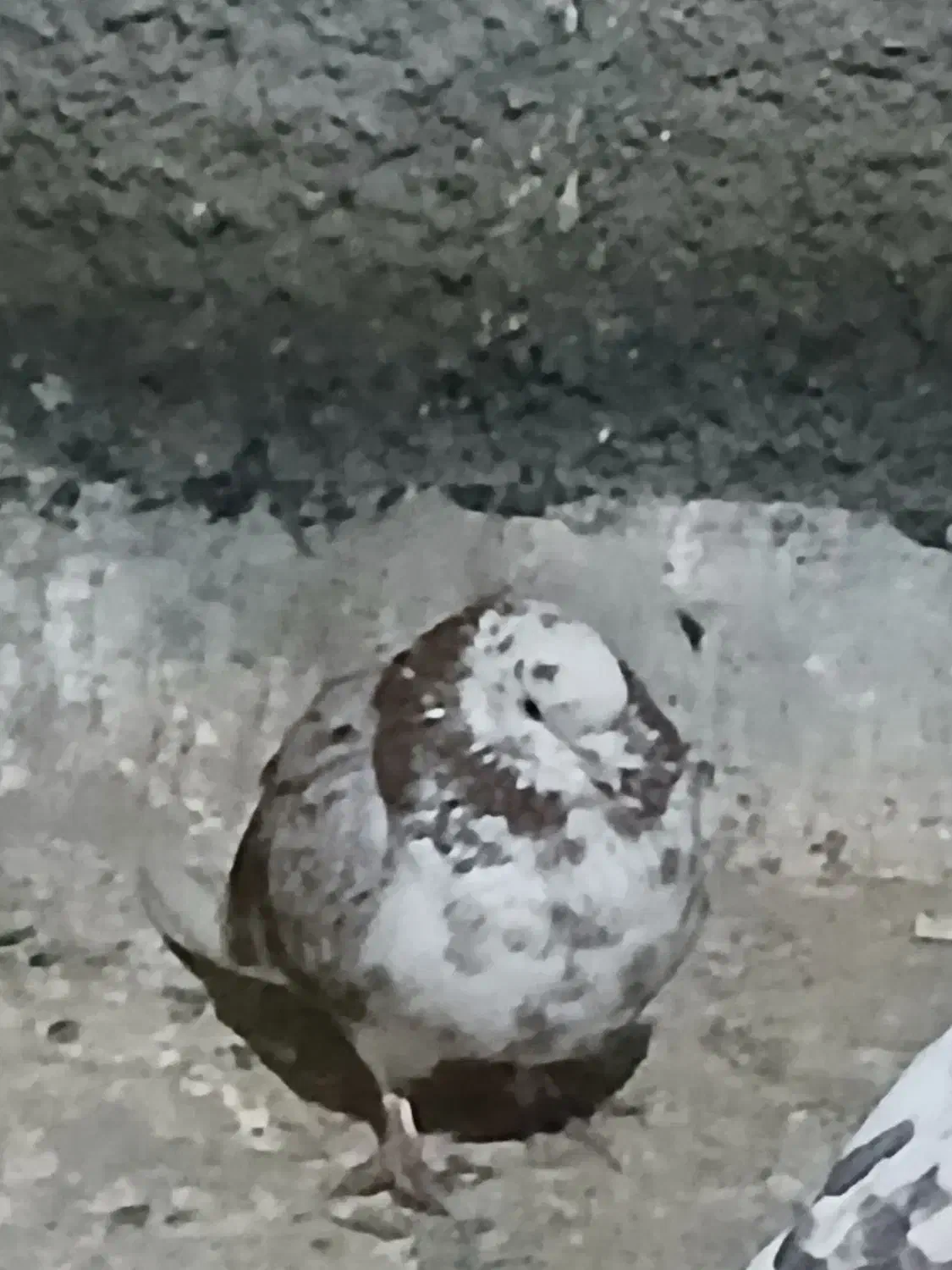 ۸تاکفتر پرشی خوش خال سودار۱ملیون|پرنده|مشکیندشت, |دیوار