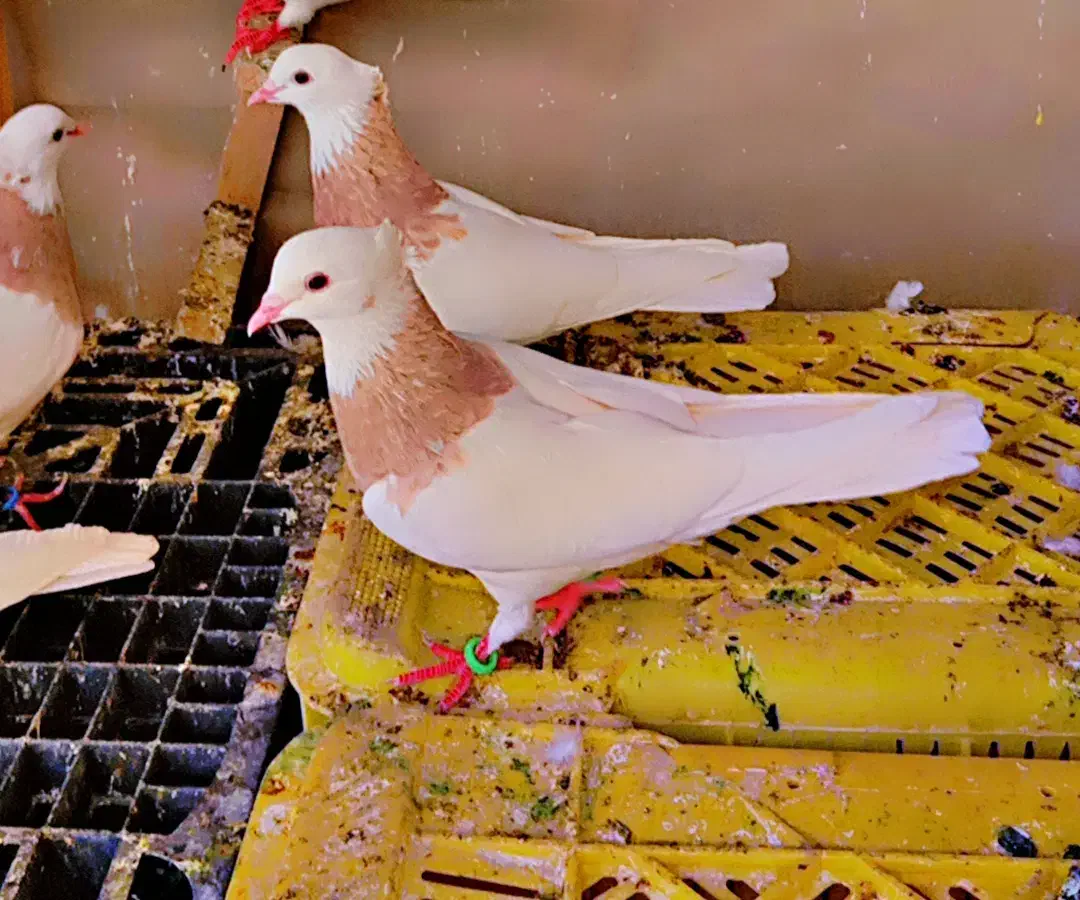 کفتر طوقی شازده ۲۰ عدد|پرنده|شیراز, آزادگان|دیوار