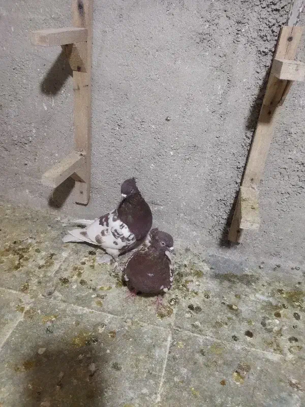 کفتر|پرنده|شیراز, شهرک کوشکک|دیوار