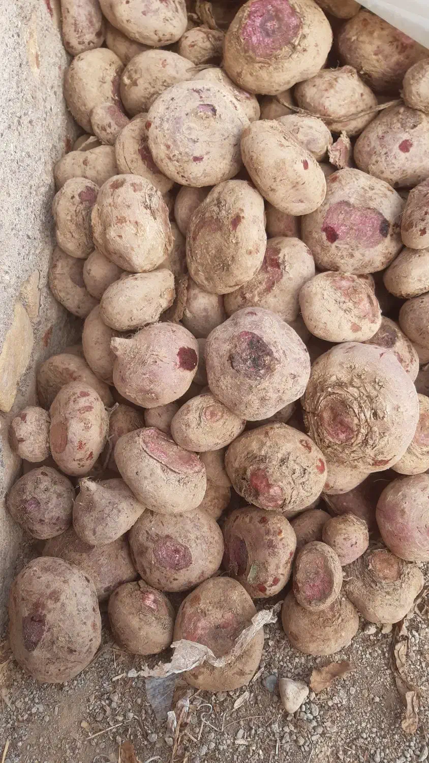 لبو|خوردنی و آشامیدنی|دشتابی, |دیوار