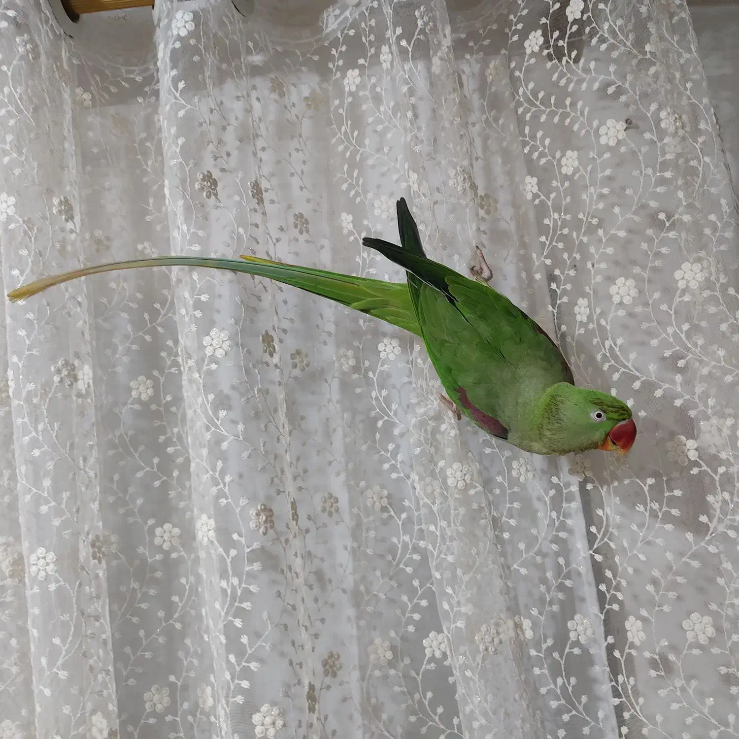 شاه طوطی|پرنده|آستانه اشرفیه, |دیوار