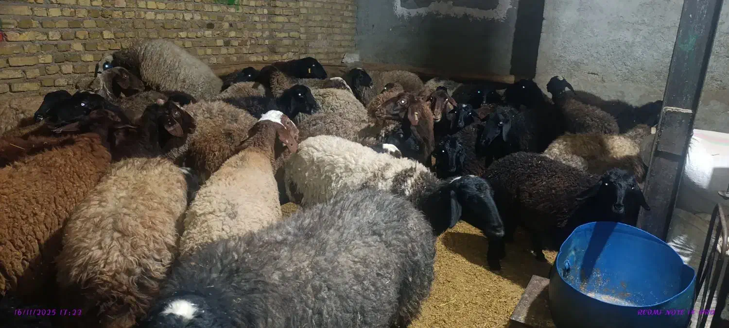 مال چاق|حیوانات مزرعه|قزوین, |دیوار