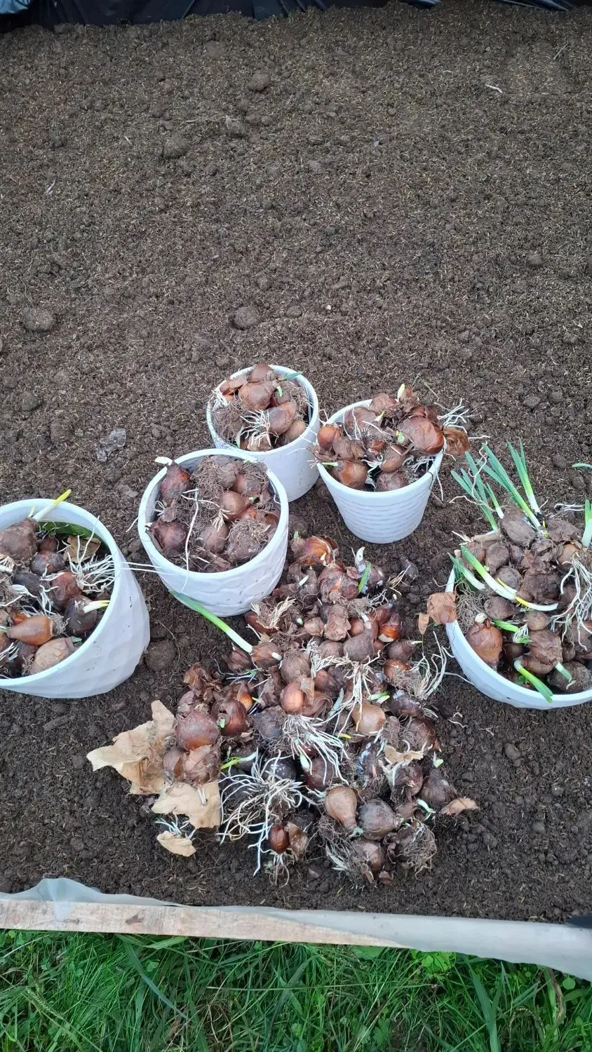 پیاز ریز نرگس|گل و گیاه طبیعی|ماسال, |دیوار