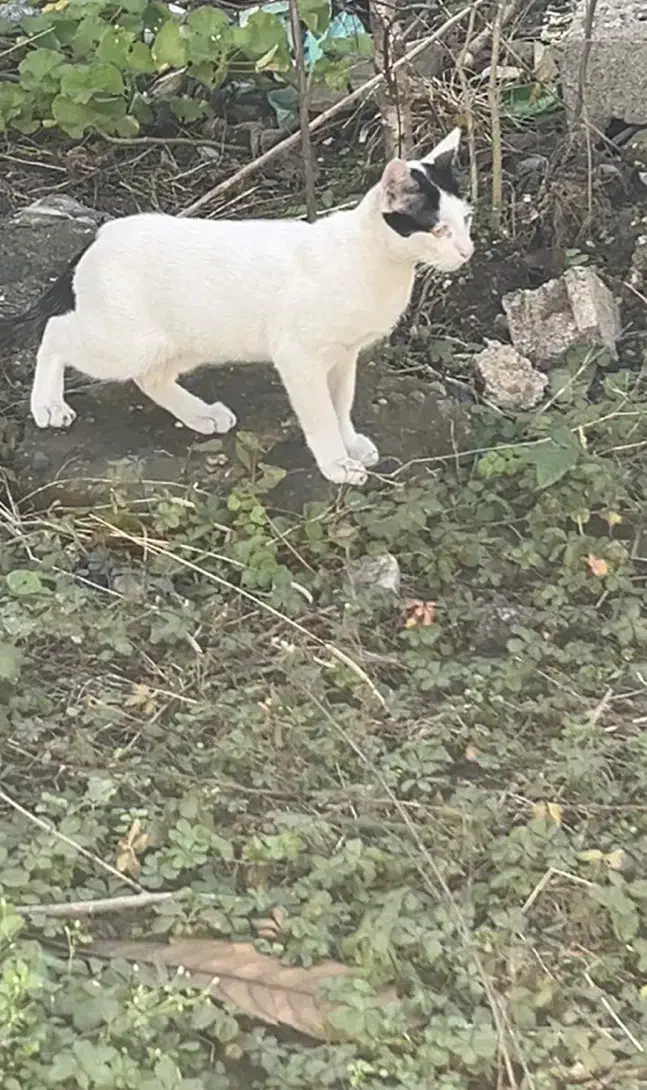 گربه گمشده|حیوانات|رشت, آب و برق|دیوار