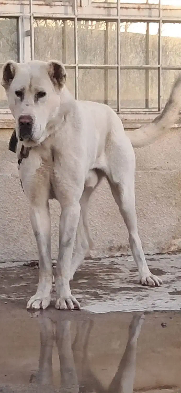 سگ عالی|سگ|باسمنج, |دیوار