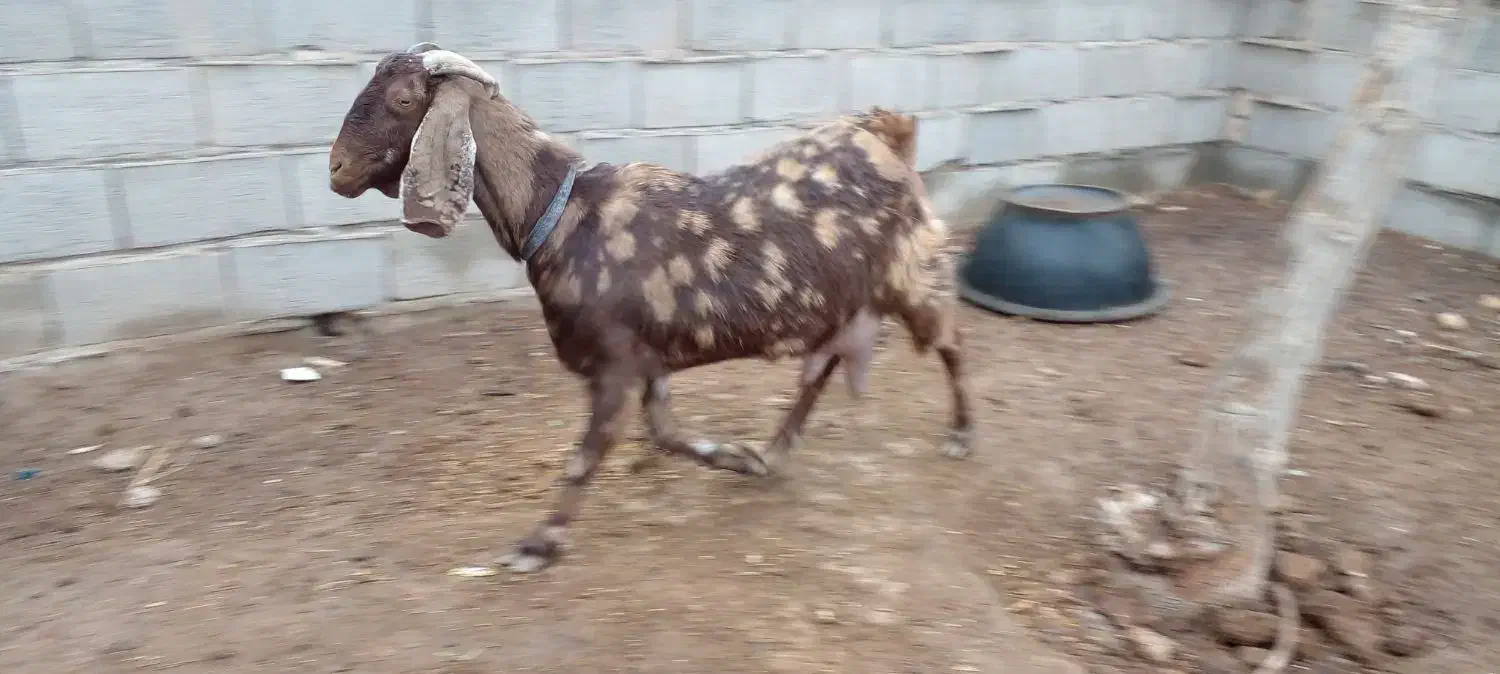 بز شیرا|حیوانات مزرعه|تربت‌حیدریه, بالا ولایت|دیوار