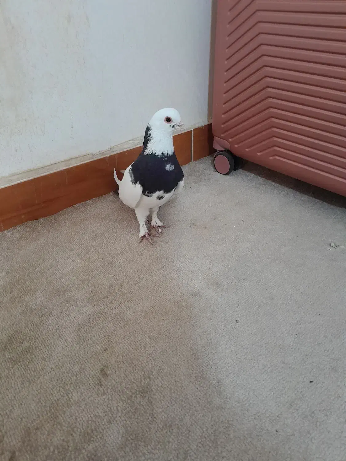 کبوتر|پرنده|اردبیل, |دیوار