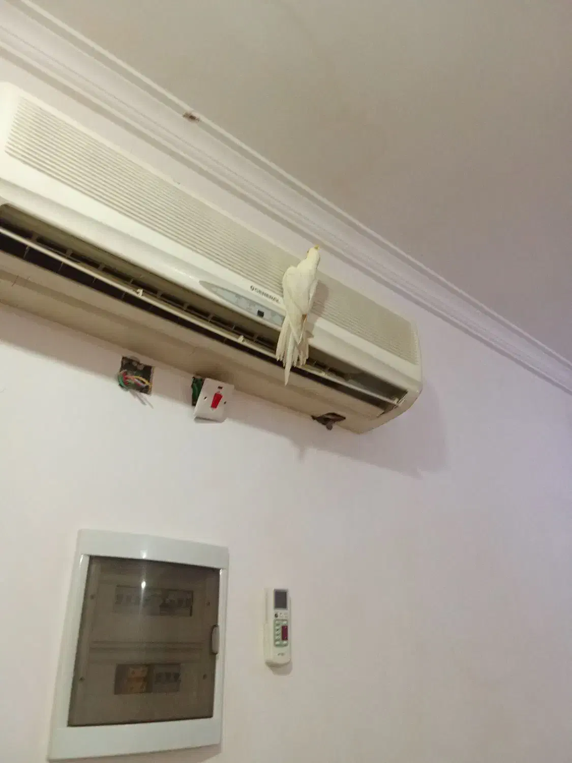 جم سالم وسخنگو|پرنده|جم, |دیوار