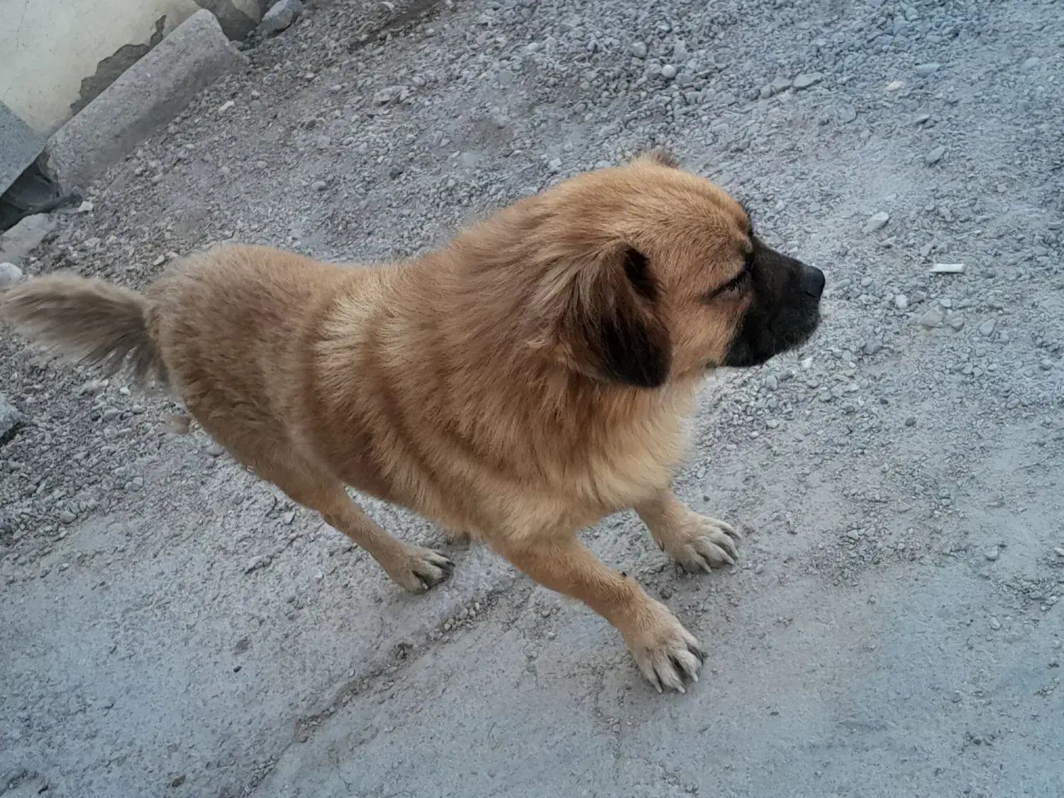 سگ پیکینس نر|سگ|قلعه قاضی, |دیوار