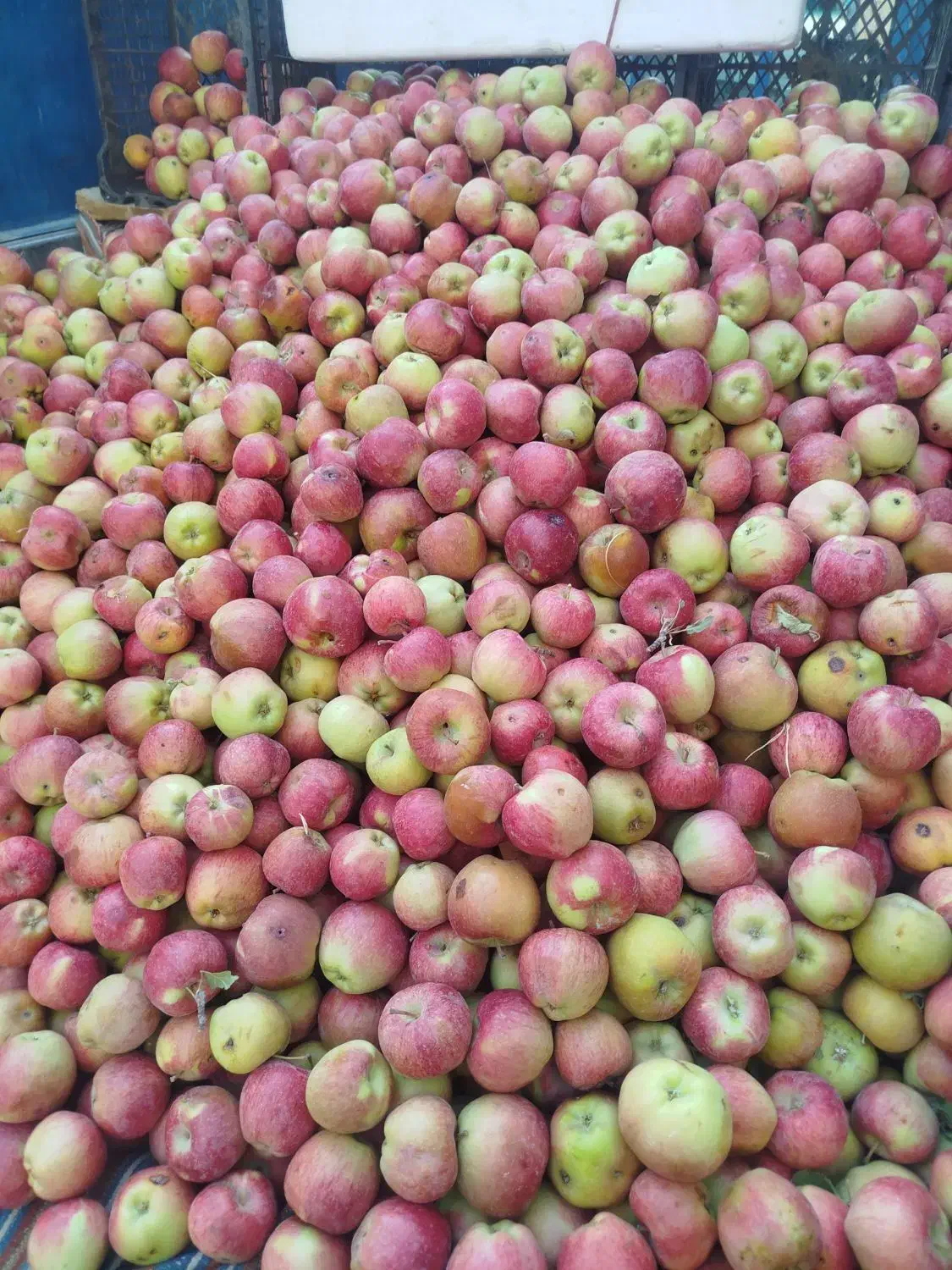 سیب برای آبمیوه گیری یا شیرینی پزی|خوردنی و آشامیدنی|قم, قلعه کامکار|دیوار