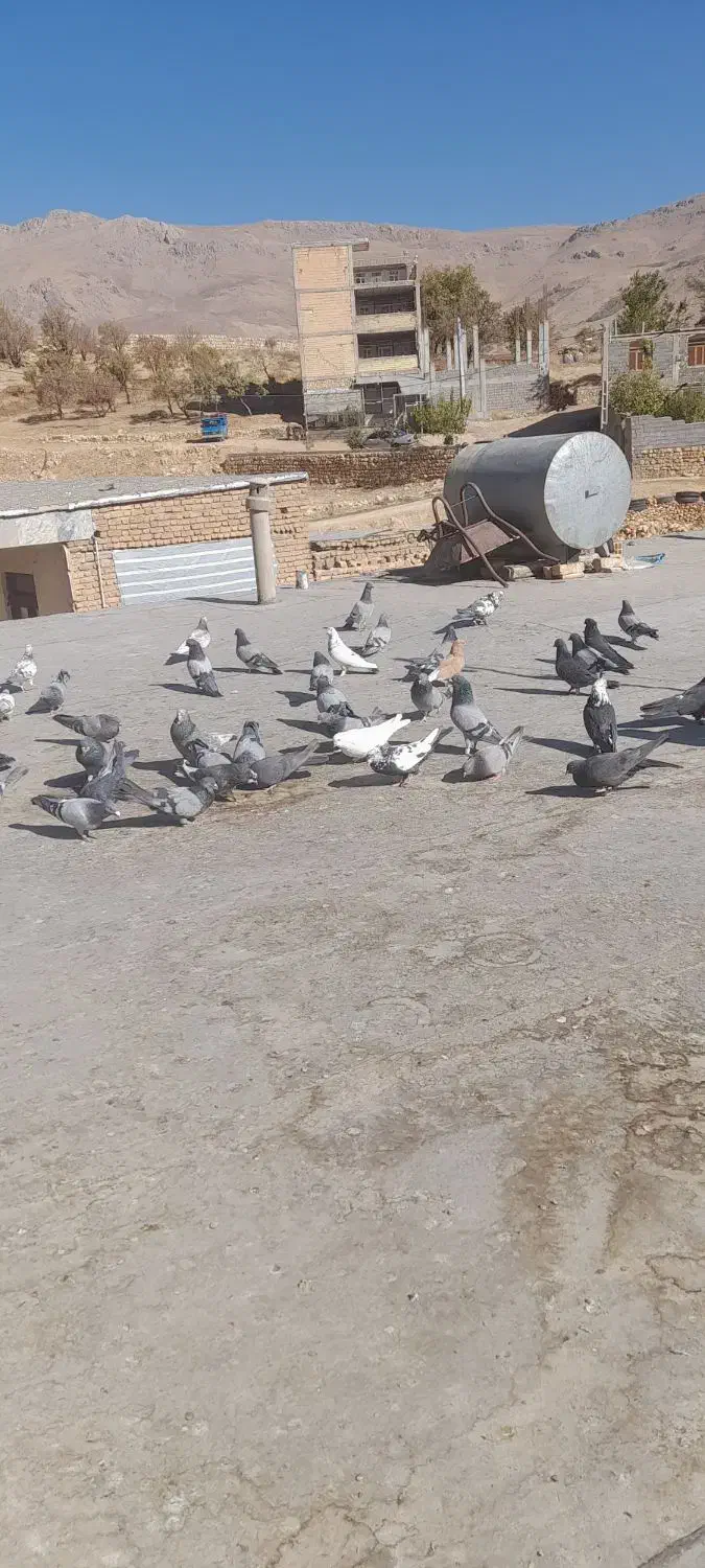 ۴۰تا کبوتر بدرد بخور|پرنده|بابا حیدر, |دیوار