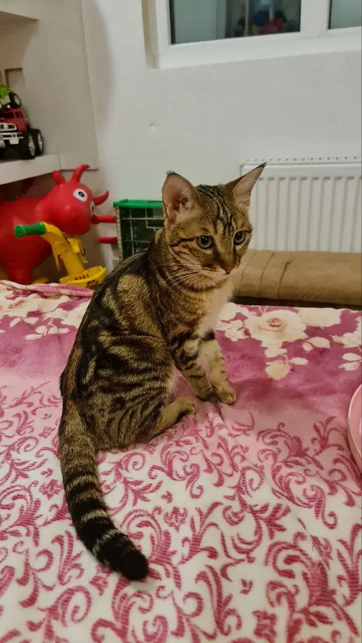 واگذاری گربه (رایگان)|گربه|زاهدان, |دیوار