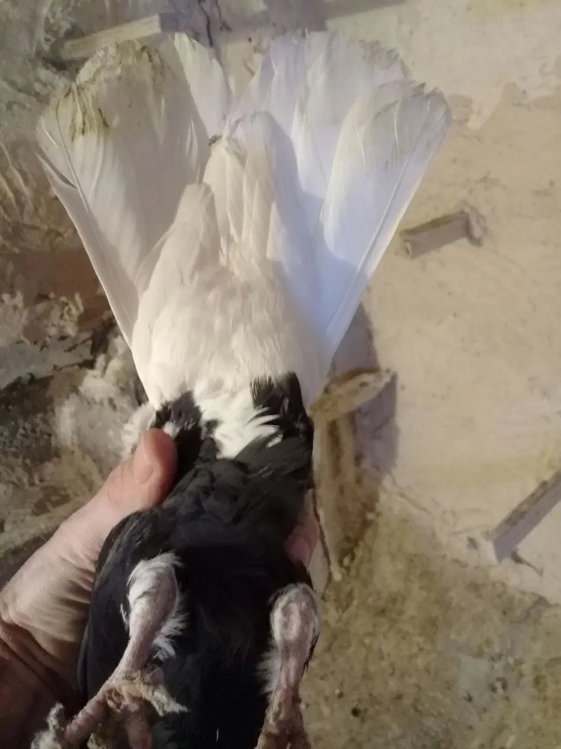 کبوتردمسفیدمادهبشرطتخمپرش|پرنده|الوند, |دیوار