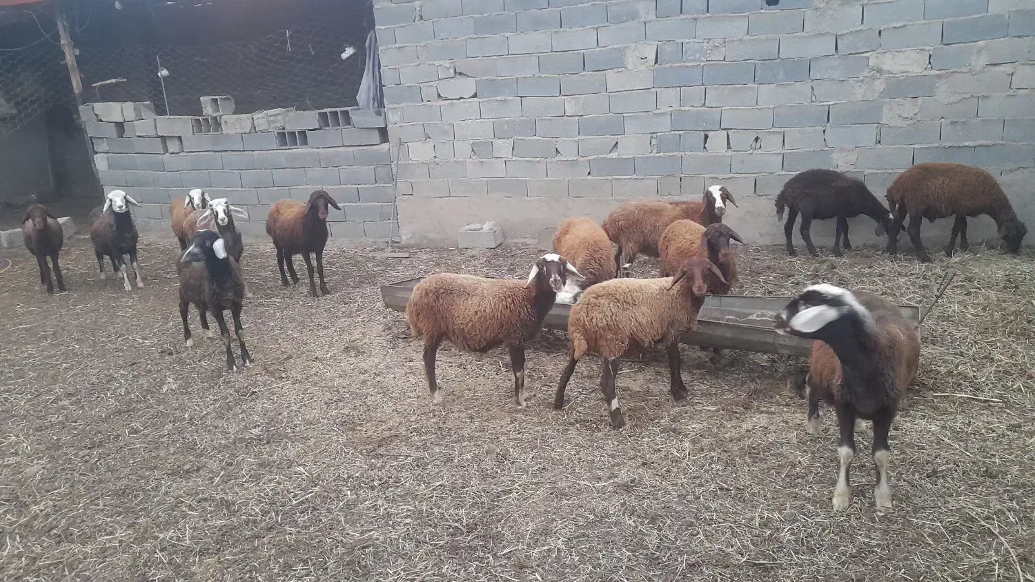 ۱۶۰مقطوع|حیوانات مزرعه|تاتار علیا, |دیوار